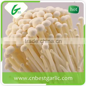 Common Canned Instant Enoki Mushroom Extract thumbnail-4