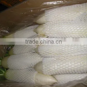 Chinese Vegetable Fresh Radish thumbnail-1