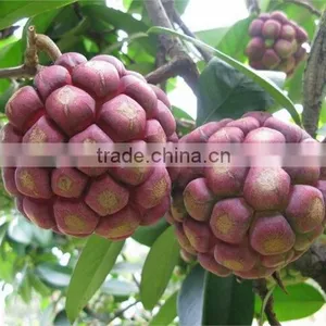 Kadsura Coccinea Fruiter Seeds for Growing thumbnail-1
