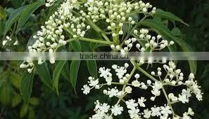 Neem Seed Oil thumbnail-2