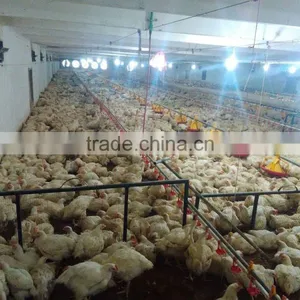 Broiler Equipments thumbnail-1