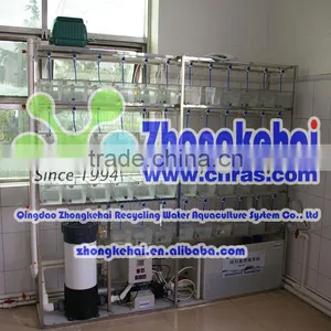 Zebra Fish and Amphioxus for Aquaculture System thumbnail-3