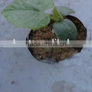 High Quality Agricultural Mulch pe Film thumbnail-1