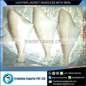 Frozen Leatherjacket Headless With Skin at Best Price thumbnail-1