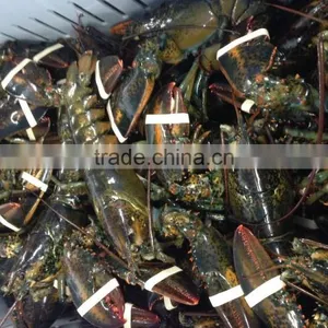 Live Canadian Lobster thumbnail-1