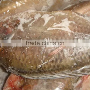 Frozen Whole Round Tilapia thumbnail-5