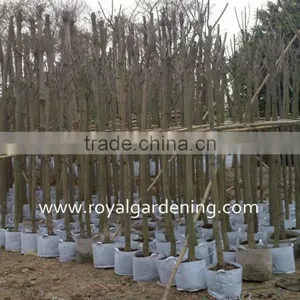 Jacaranda Mimosifolia Landscaping Tree for Tropical Climate thumbnail-3