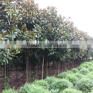 Magnolia Grandiflora Land thumbnail-1