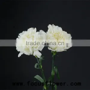 Fragrant Aroma Crazy Selling Anthurium Flowers Flower Pots Wholesale Snow White for Wedding Decoration From Kunming thumbnail-1
