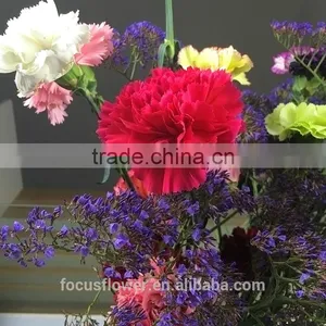Fresh Cut Flowers Carnation Cut Flower Prices Garden Flowers Yunnan thumbnail-5