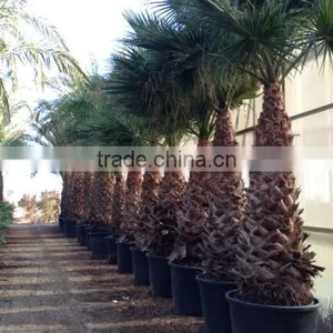 Washingtonia Robusta "Mexican Fan Palm" thumbnail-6