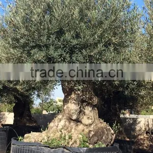Bonsai Olive Tree Extra Large thumbnail-5
