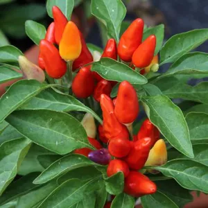 Eco-Friendly Multicolor Decoration Indoor Ornamental Plants Artificial thumbnail-1