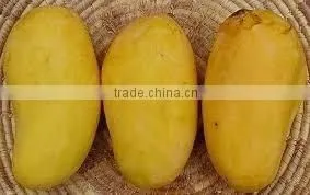 Best Quality Fresh Mango thumbnail-5