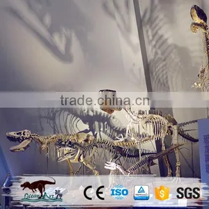 OA3113 Museum Quality Dinosaur Skull Replica Replica Dinosaur Skull thumbnail-2