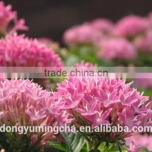 GMP Manufacture Supply High Quality Rhodiola Rosea Extract 3% 5% Rosavins for Supplement for Capsule thumbnail-2