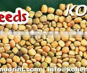 Guar Gum Seeds thumbnail-1