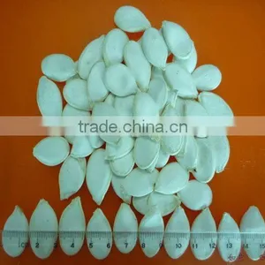 Pumpkin Seeds thumbnail-1