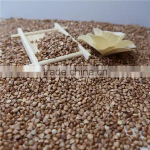 Roasted Buckwheat Kerner With Best Price thumbnail-1