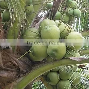 Fresh Young Coconut (Diamond/ Polish Shape) thumbnail-1