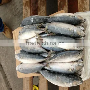 August Newly Caught Mackerel Materail Whole Round thumbnail-1