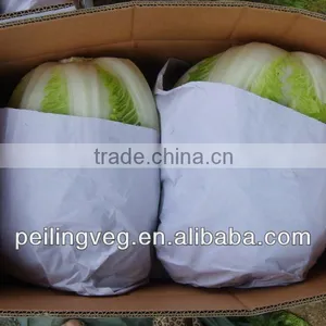 Fresh Round & Long Cabbage From China thumbnail-1