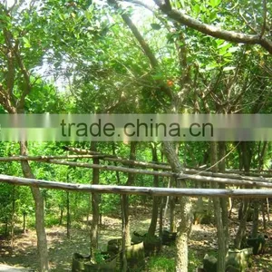 Erythrina Crista-galliLinn. thumbnail-2