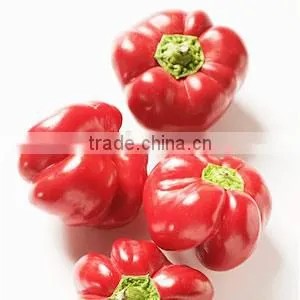 Red Paprika Natural Oleoresin thumbnail-1