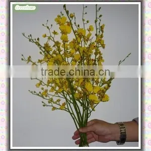 Oncidium Orchid Seedling thumbnail-1