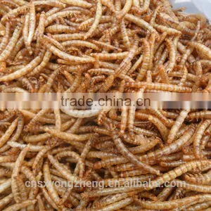 Insect Protein Bird Food Dried Mealworms thumbnail-1