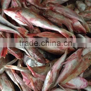 Frozen Red Gurnard Fillets 100-150g Lepidotrigla Microptera thumbnail-2