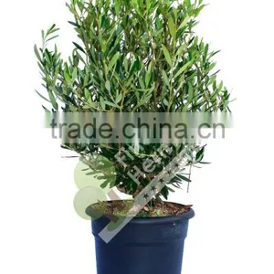 Olive Tree -Olea Europaea "Arbustivo - Bush" thumbnail-1