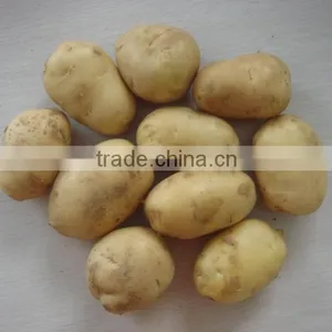 2015 Potato With Good Price thumbnail-4