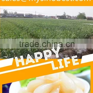 Pure White Garlic Type and Fresh Style Pure White Garlic thumbnail-2