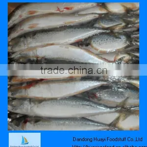 Frozen Mackerel Prices thumbnail-1