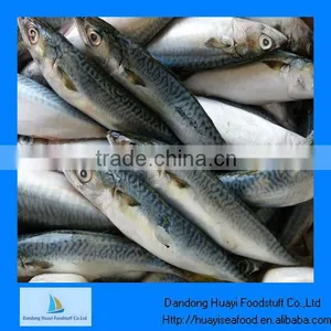 Iqf Mackerel Species thumbnail-1