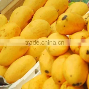 Best Quality Fresh Mango thumbnail-3