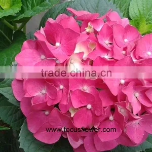 Fresh Cut Flowers Wholesale High Quality Cut Fresh Hydrangea With 50cm Long Stem thumbnail-1