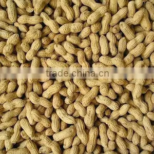 Chinese Cheap Groundnut in Shell thumbnail-1