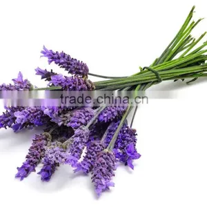 Lavender Oil thumbnail-2