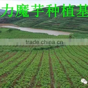 100% Natural Thickener Konjac Flour thumbnail-1