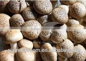 Canned Shiitake thumbnail-1