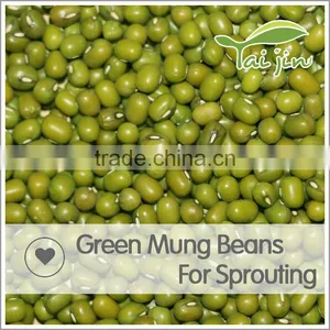 98% UP Sprouting Rate Big Size Green Mung Beans For Sprouting thumbnail-6