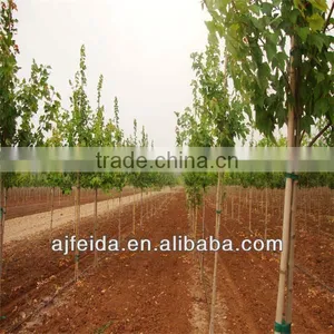 Bamboo Stake for Support Flower ,oloive Trees ,tomatoes ,pepper thumbnail-1