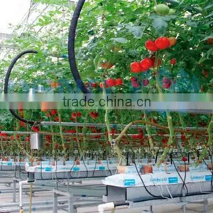 Single Layer Float Glass Greenhouse for Tomato Hydroponic thumbnail-1