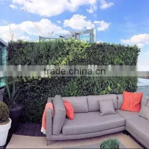 Exterior Grade Green Walls Made With Buxus Sprays to Create a Simple Green Backdrop thumbnail-1