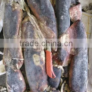 Frozen Peru Squid Wholesale thumbnail-1
