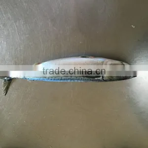 New Landing Fresh Sea Frozen High Quality HGT Fish Pacific Mackerel Scomber Japonicus thumbnail-2