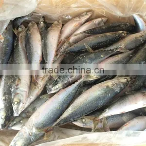 Pacific Mackerel Fish in 2015 thumbnail-1