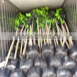 Ficus Altissima Plants for Saudi Arabia thumbnail-1